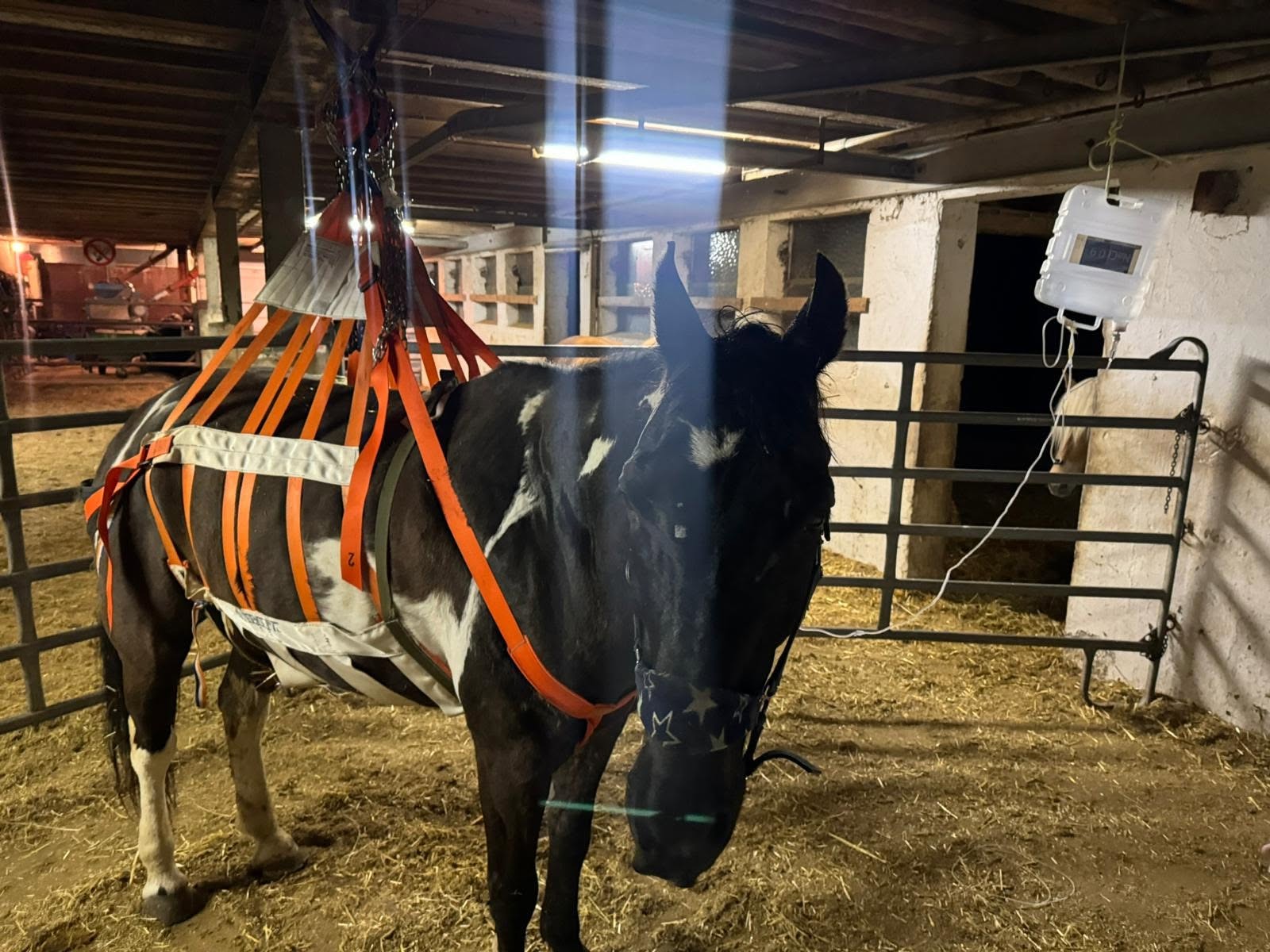 Gerettetes Pferd im Bergegeschirr mit tierärztlicher Versorgung im Stall