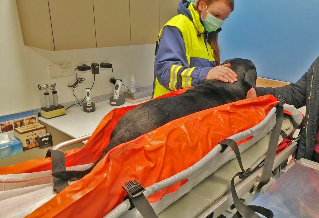 Einsatzkraft der Tierrettung Unterland versorgt einen Hund auf der Trage im Behandlungsraum