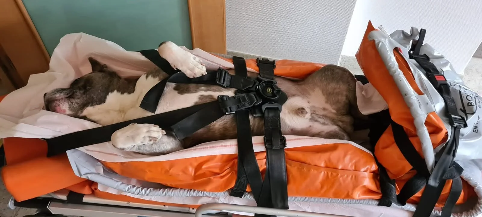 Hund auf einer Rettungstrage beim schonenden Krankentransport